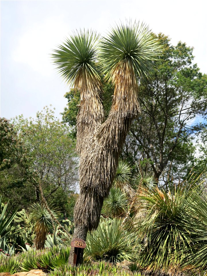 Domaine du Rayol - Yucca rostrata protected from cold and insects by its skirt of leaves. Rayol-Canadel-sur-Mer (Var, France).