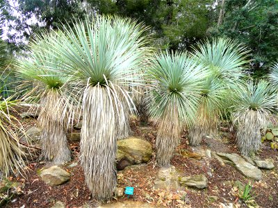 Yucca rostrata specimens in the Jardin d'oiseaux tropicaux, La Londe-les-Maures, France.