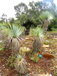 Yucca rostrata specimens in the Jardin d'oiseaux tropicaux, La Londe-les-Maures, France.