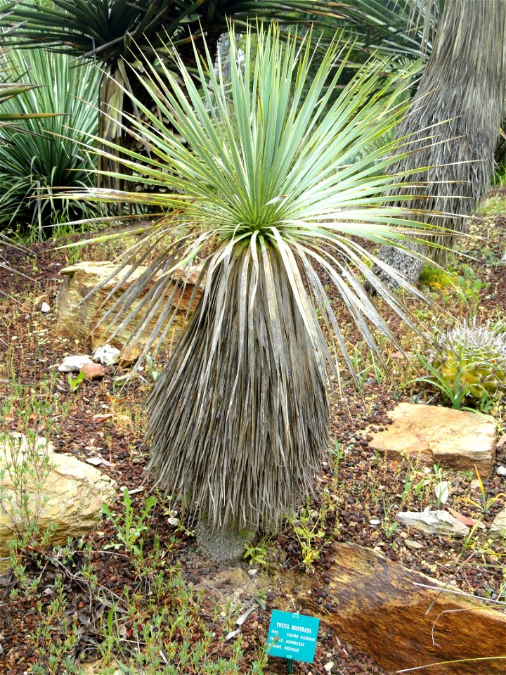 Yucca rostrata specimen in the Jardin d'oiseaux tropicaux, La Londe-les-Maures, France.