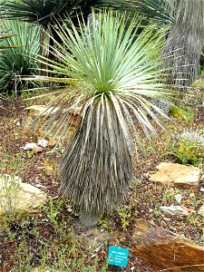 Yucca rostrata specimen in the Jardin d'oiseaux tropicaux, La Londe-les-Maures, France.