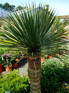 Yucca rostrata