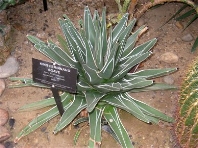 Agave ferdinandi-regis specimen in the Buffalo and Erie Country Botanical Gardens, Buffalo, New York, USA.