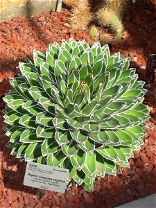 Agave victoriae-reginae, in the United States Botanic Garden, Washington, DC, USA.