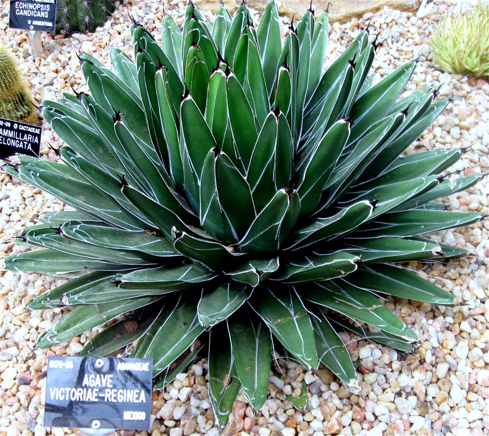 Agave victoriae-reginae photographed at Durham University Botanic Garden on 3 June 2009. Note that the label in the photo is misspelt.