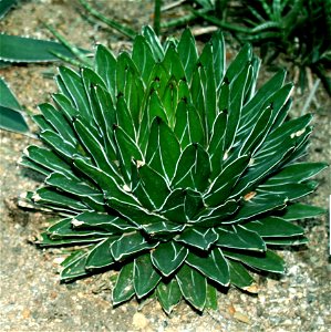 Agave victoriae-reginae, The Botanical Gardens of Charles University, Prague, Czech Republic