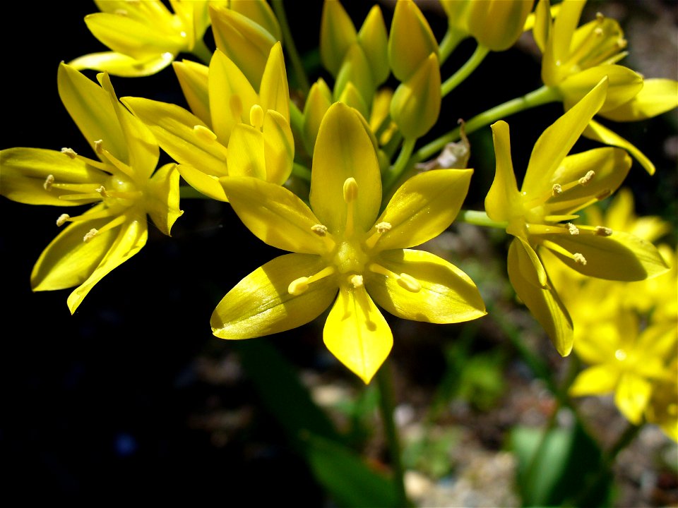 I am the originator of this photo. I hold the copyright. I release it to the public domain. This photo depicts flowers.