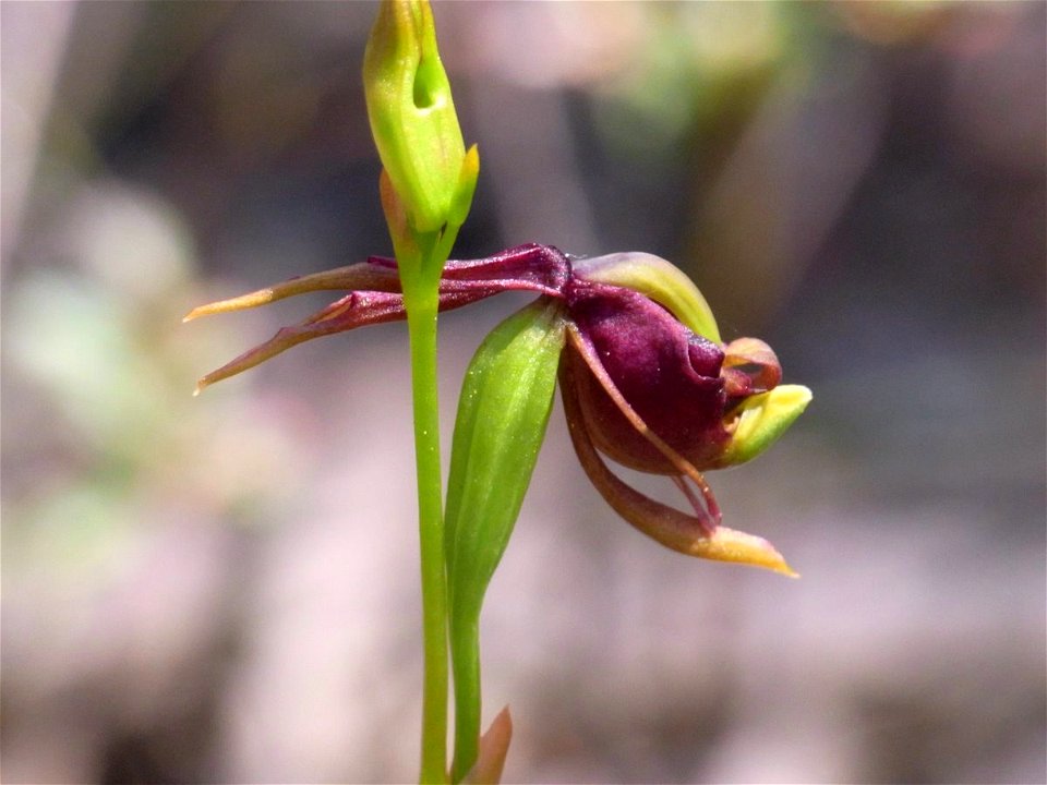 Flying Duck orchid (closed) off Elvina Track, Ku-ring-gai Chase National Park, Australia. Caleana major