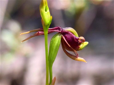 Flying Duck orchid (closed) off Elvina Track, Ku-ring-gai Chase National Park, Australia. Caleana major