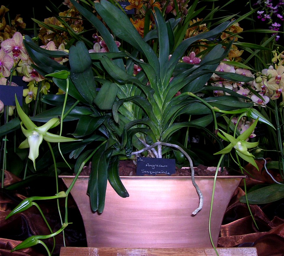 Angraecum sesquipedale - Royal Horticultural Society National Orchid Show - London