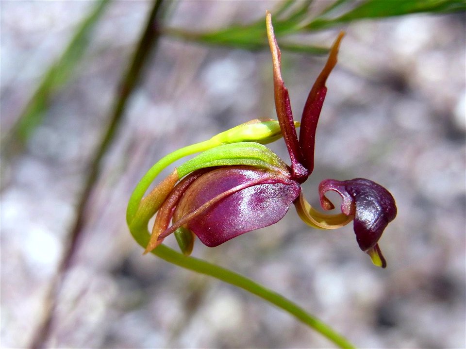 Caleana major off the Elvina Track, Ku-ring-gai Chase National Park, Australia