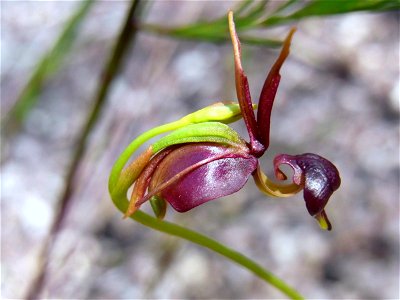 Caleana major off the Elvina Track, Ku-ring-gai Chase National Park, Australia