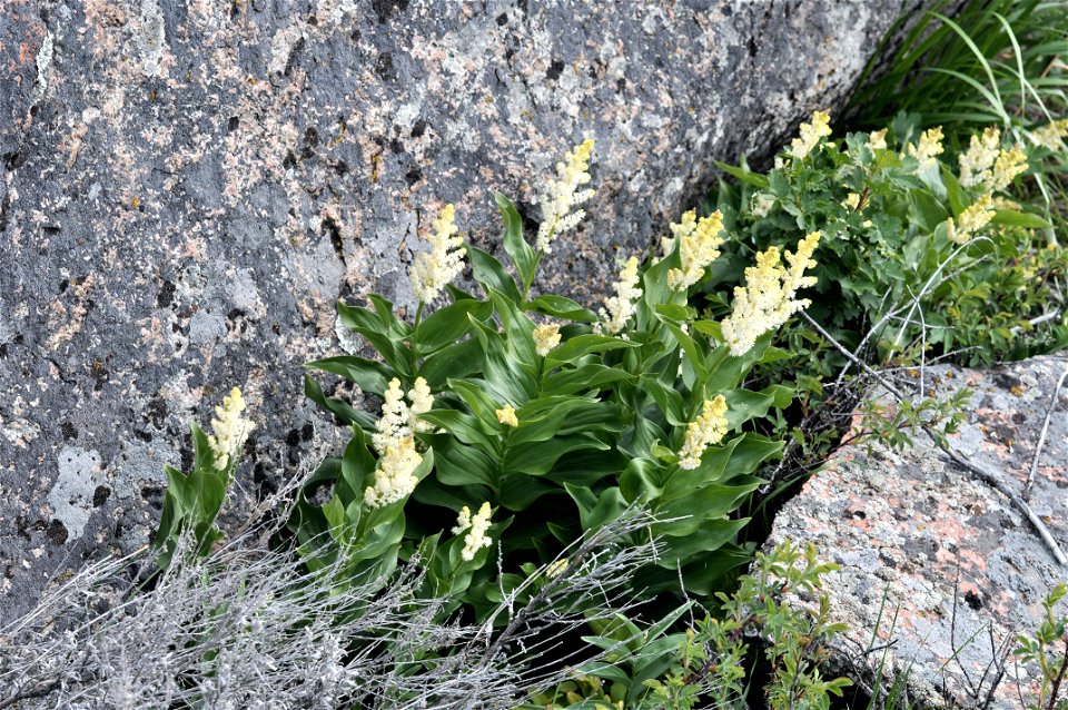 False Solomons Seal, Maianthemum racemosum ssp. amplexicaule , Lamar River Valley, Yellowstone National Park, June 18, 2011