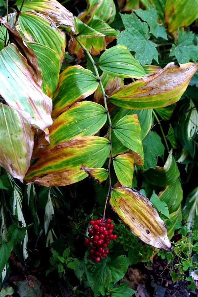 Maianthemum racemosum plant showing ripe fruit in late fall.