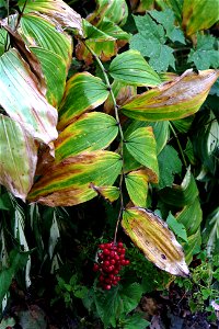 Maianthemum racemosum plant showing ripe fruit in late fall.