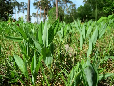 Echtes Salomonssiegel (Polygonatum odoratum) auf dem Feldherrenhügel (Naturschutzgebiet Oftersheimer Dünen)