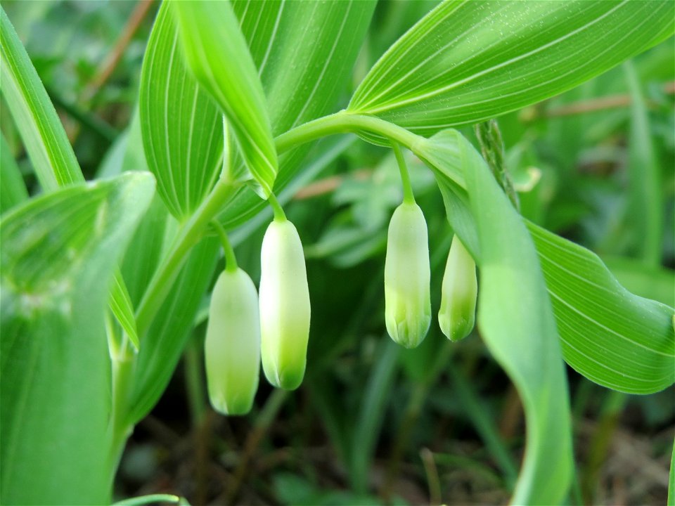Echtes Salomonssiegel (Polygonatum odoratum) auf dem Feldherrenhügel (Naturschutzgebiet Oftersheimer Dünen)