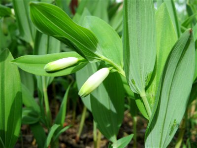 Echtes Salomonssiegel (Polygonatum odoratum) auf dem Feldherrenhügel (Naturschutzgebiet Oftersheimer Dünen)