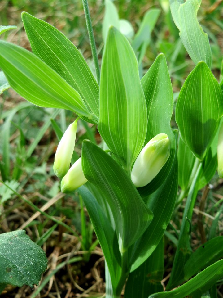 Echtes Salomonssiegel (Polygonatum odoratum) auf dem Feldherrenhügel (Naturschutzgebiet Oftersheimer Dünen)