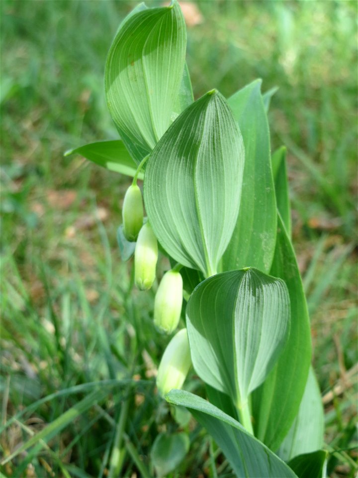 Echtes Salomonssiegel (Polygonatum odoratum) auf dem Feldherrenhügel (Naturschutzgebiet Oftersheimer Dünen)