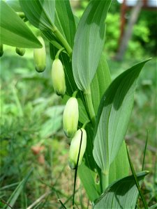 Echtes Salomonssiegel (Polygonatum odoratum) auf dem Feldherrenhügel (Naturschutzgebiet Oftersheimer Dünen)