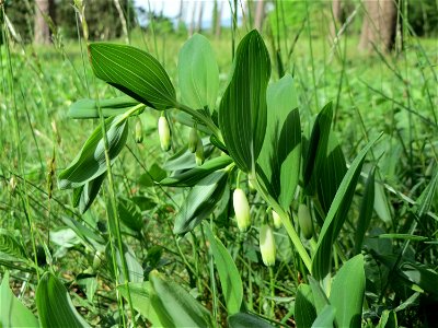 Echtes Salomonssiegel (Polygonatum odoratum) auf dem Feldherrenhügel (Naturschutzgebiet Oftersheimer Dünen)