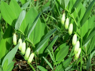Echtes Salomonssiegel (Polygonatum odoratum) auf dem Feldherrenhügel (Naturschutzgebiet Oftersheimer Dünen)