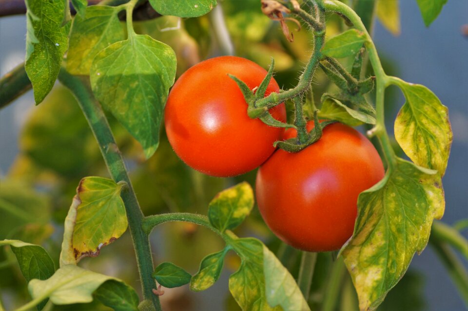 Vegetables red fresh