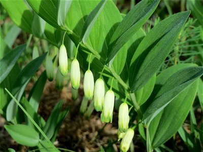 Echtes Salomonssiegel (Polygonatum odoratum) auf dem Feldherrenhügel (Naturschutzgebiet Oftersheimer Dünen)