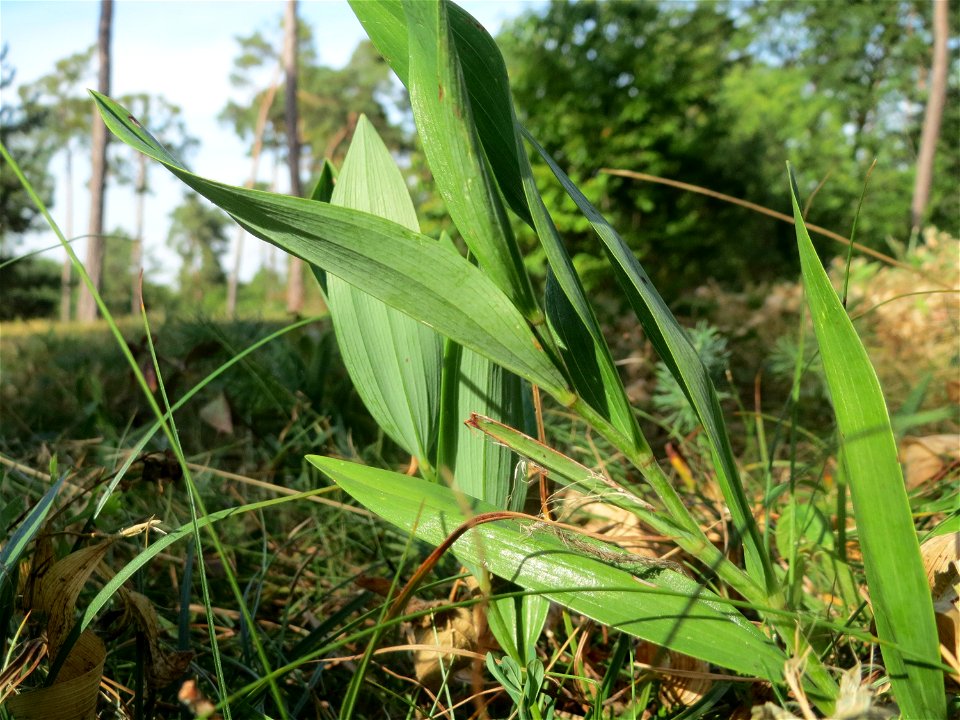 Echtes Salomonssiegel (Polygonatum odoratum) auf dem Feldherrenhügel (Naturschutzgebiet „Oftersheimer Dünen“)