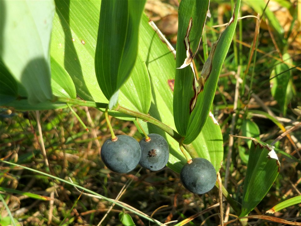 Echtes Salomonssiegel (Polygonatum odoratum) auf dem Feldherrenhügel (Naturschutzgebiet „Oftersheimer Dünen“)