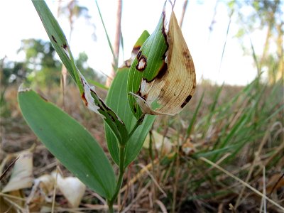 Echtes Salomonssiegel (Polygonatum odoratum) auf dem Feldherrenhügel (Naturschutzgebiet „Oftersheimer Dünen“)