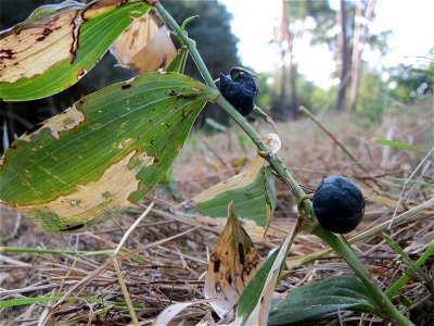 Echtes Salomonssiegel (Polygonatum odoratum) auf dem Feldherrenhügel (Naturschutzgebiet „Oftersheimer Dünen“)