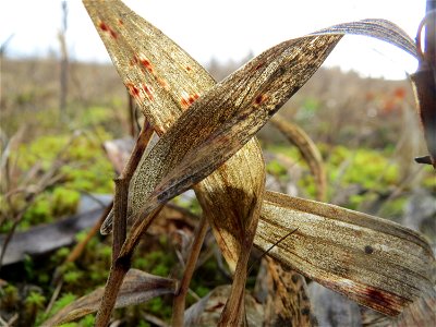 Echtes Salomonssiegel (Polygonatum odoratum) im Naturschutzgebiet Hirschacker und Dossenwald