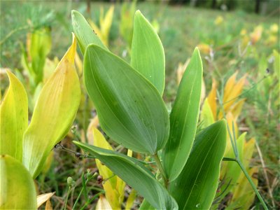 Echtes Salomonssiegel (Polygonatum odoratum) auf dem Feldherrenhügel, Teilgebiet vom Naturschutzgebiet „Oftersheimer Dünen“