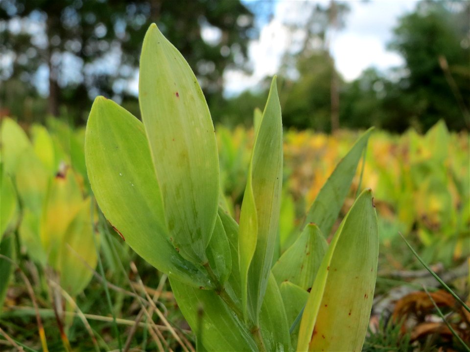 Echtes Salomonssiegel (Polygonatum odoratum) auf dem Feldherrenhügel, Teilgebiet vom Naturschutzgebiet „Oftersheimer Dünen“