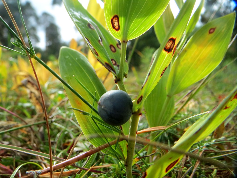 Echtes Salomonssiegel (Polygonatum odoratum) auf dem Feldherrenhügel, Teilgebiet vom Naturschutzgebiet „Oftersheimer Dünen“