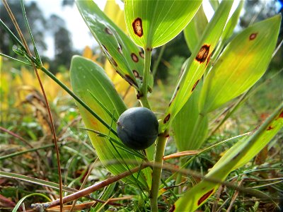 Echtes Salomonssiegel (Polygonatum odoratum) auf dem Feldherrenhügel, Teilgebiet vom Naturschutzgebiet „Oftersheimer Dünen“