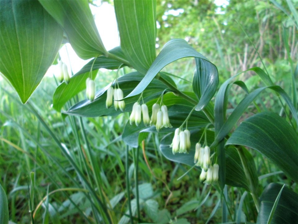 Unerwartet an diesem Standort: Vielblütige Weißwurz oder Wald-Salomonssiegel (Polygonatum multiflorum) im Landschaftsschutsgebiet „Saalbachniederung“ bei Bruchsal