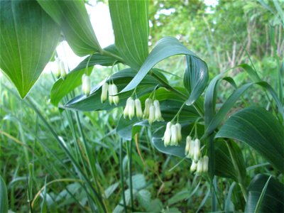 Unerwartet an diesem Standort: Vielblütige Weißwurz oder Wald-Salomonssiegel (Polygonatum multiflorum) im Landschaftsschutsgebiet „Saalbachniederung“ bei Bruchsal