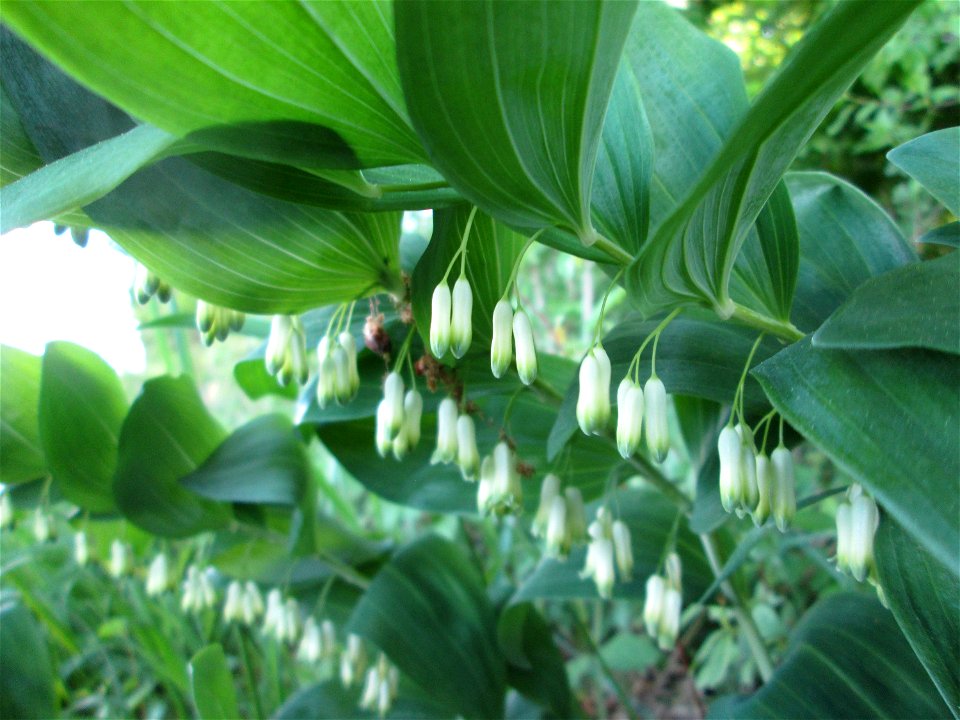 Unerwartet an diesem Standort: Vielblütige Weißwurz oder Wald-Salomonssiegel (Polygonatum multiflorum) im Landschaftsschutsgebiet „Saalbachniederung“ bei Bruchsal