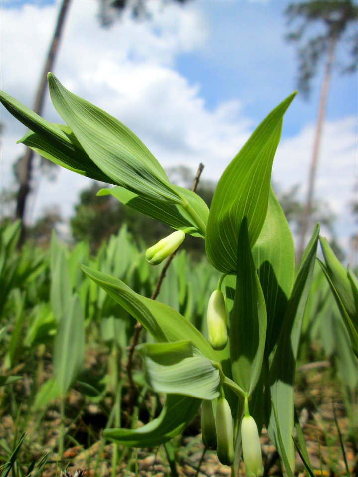Echtes Salomonssiegel (Polygonatum odoratum) auf dem Feldherrenhügel im Naturschutzgebiet „Oftersheimer Dünen“