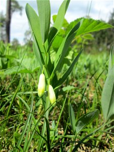 Echtes Salomonssiegel (Polygonatum odoratum) auf dem Feldherrenhügel im Naturschutzgebiet „Oftersheimer Dünen“