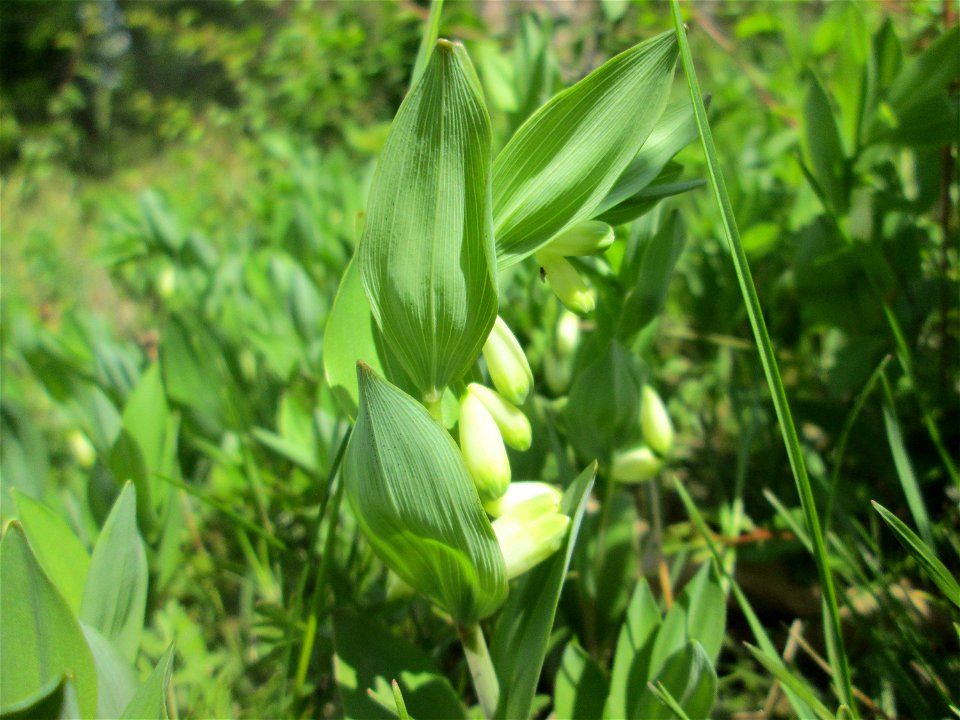 Echtes Salomonssiegel (Polygonatum odoratum) auf dem Feldherrenhügel im Naturschutzgebiet „Oftersheimer Dünen“