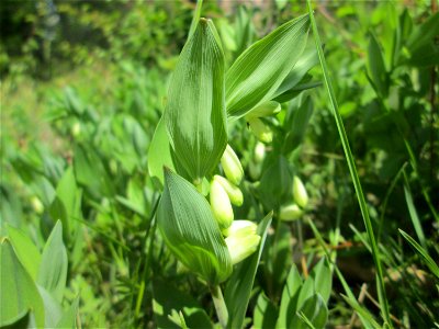 Echtes Salomonssiegel (Polygonatum odoratum) auf dem Feldherrenhügel im Naturschutzgebiet „Oftersheimer Dünen“