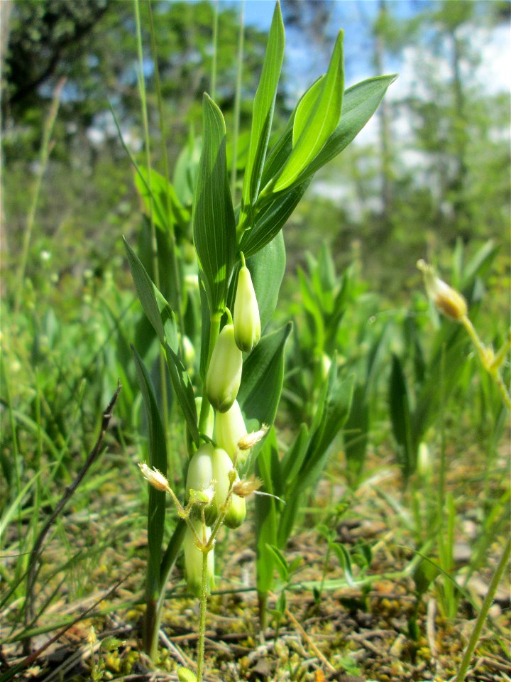 Echtes Salomonssiegel (Polygonatum odoratum) auf dem Feldherrenhügel im Naturschutzgebiet „Oftersheimer Dünen“