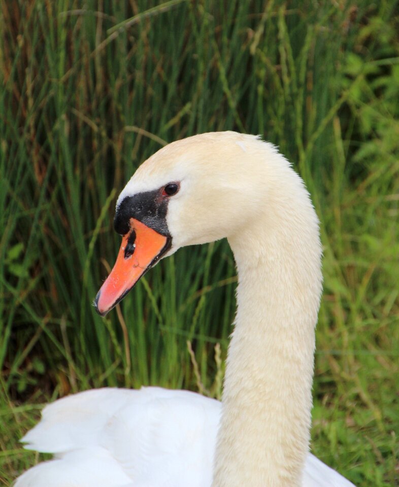 Pen white swan white plumage