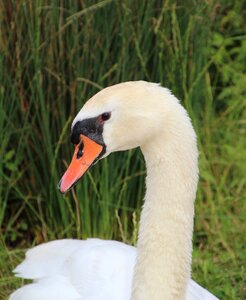 Pen white swan white plumage