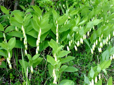 Polygonatum odoratum var. odoratum/Sceau de Salomon odorant au Fondry des Chiens à Nismes.