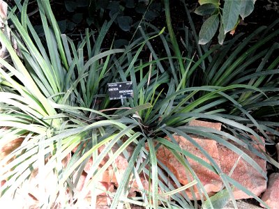 Dietes iridioides specimen in the Jardin Botanique de Lyon, Parc de la Tête d'Or, Lyon, France.